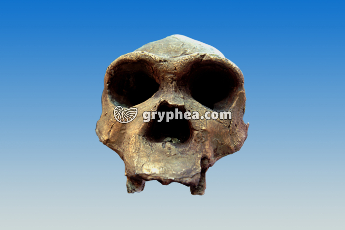 Homo erectus (Pithecanthropus erectus) - crâne vue de face - gryphea.com